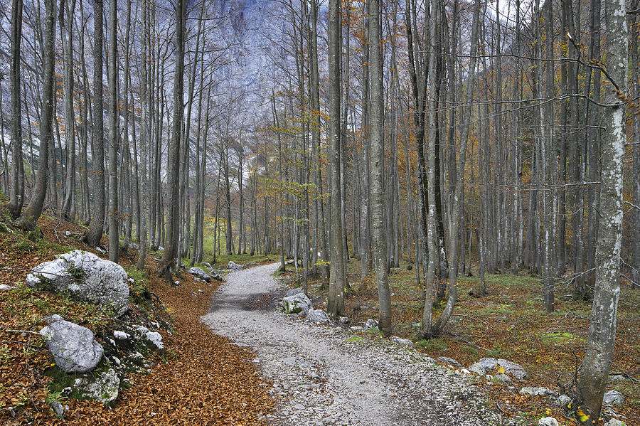 Forest trail Photograph by Ivan Slosar