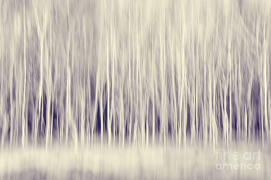 Abstract Photograph - Forest Trees Abstract in Blue Ginger by Natalie Kinnear