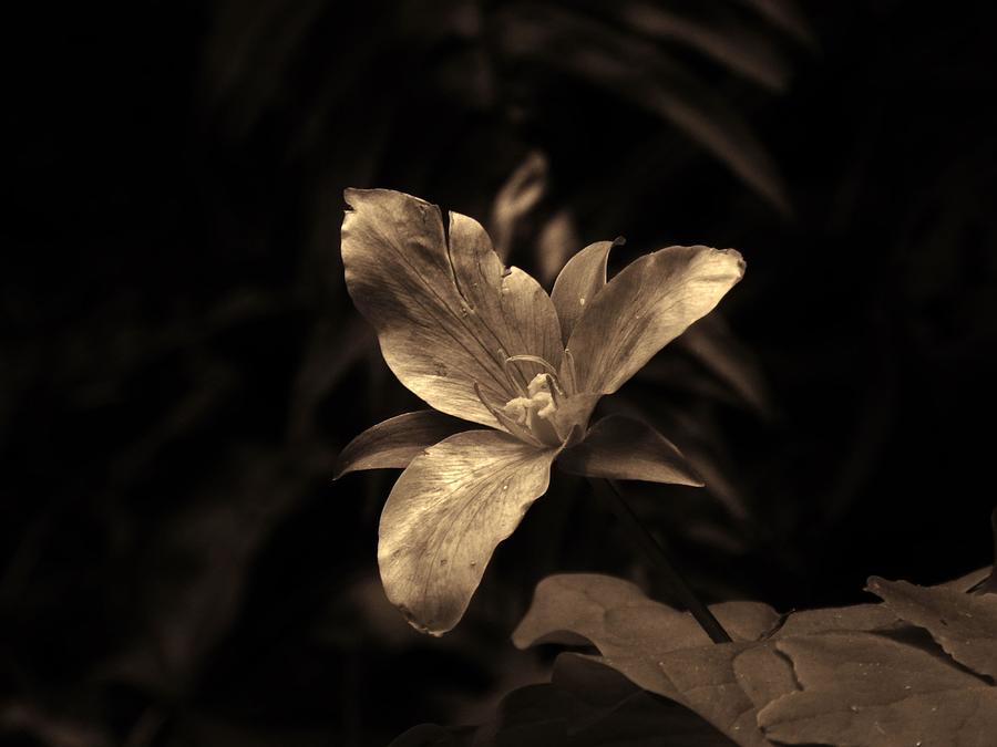 Forest Trillium Photograph by Charles Lucas