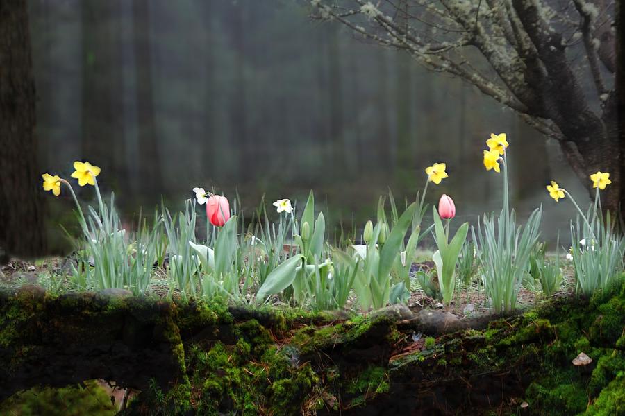 Forest Tulips Photograph