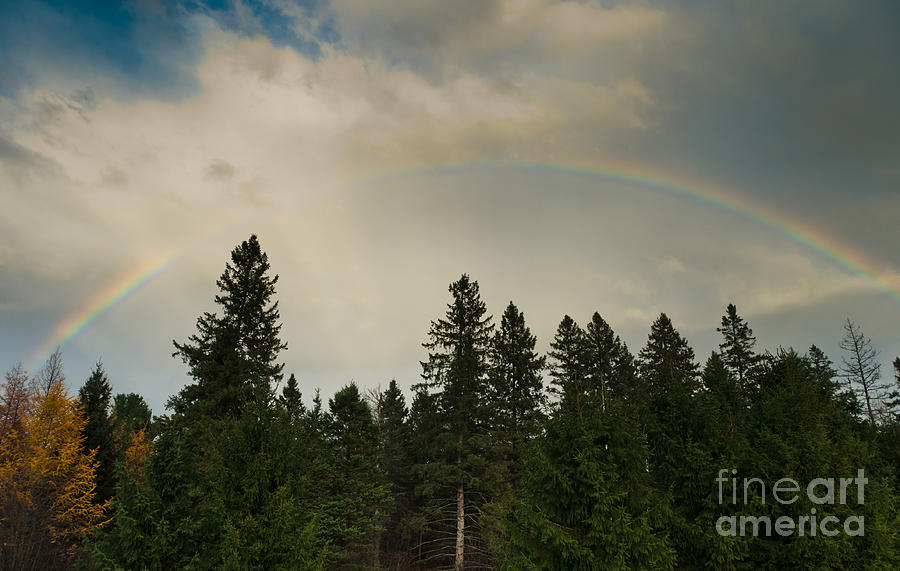 Forest under the rainbow Photograph by Cheryl Baxter