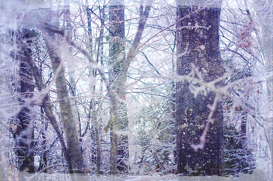Forest View In Snow and Ice Photograph by Suzanne Powers