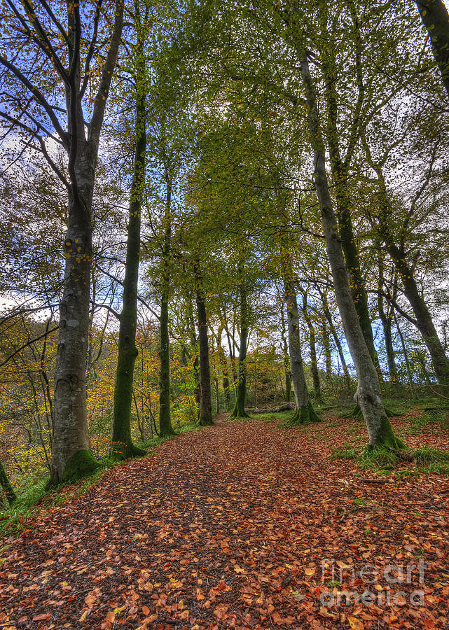 Tree Photograph - Forest Walk by Darren Wilkes