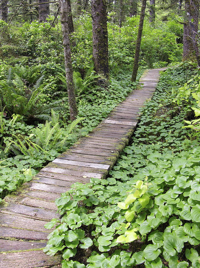 Forest Walkway Photograph by Tony Craddock/science Photo Library