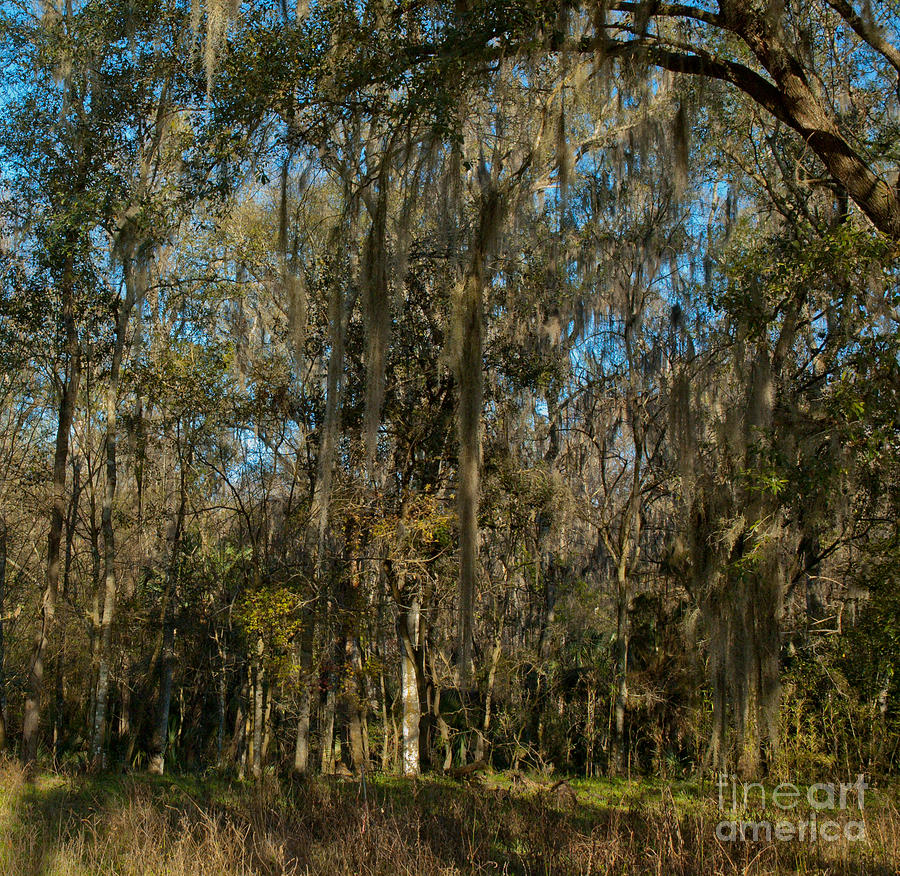 Tree Photograph - Forest Wall by Kathi Shotwell