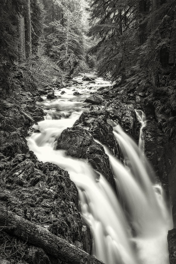 Forest Water Flow Photograph by Ken Stanback
