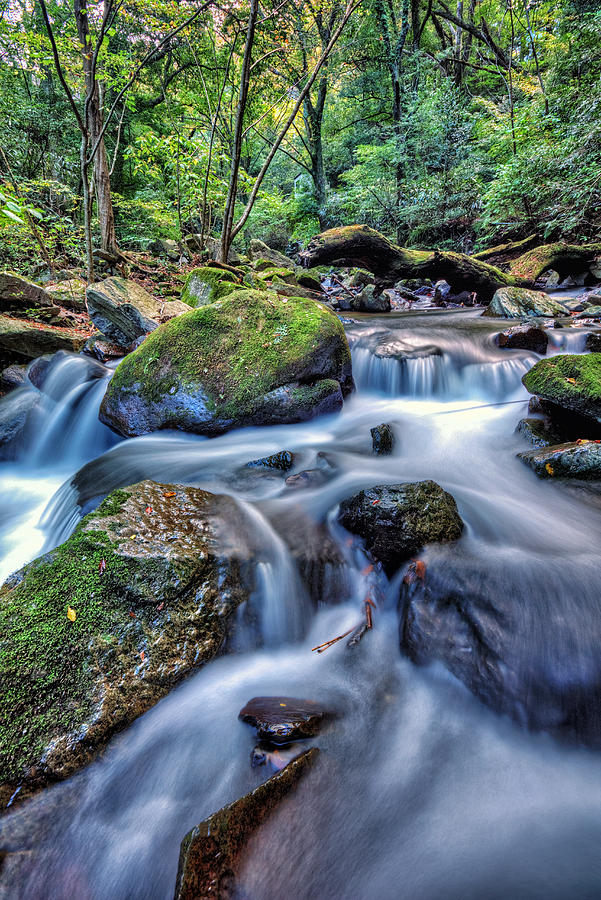 Forest Waterfall Photograph by John Swartz