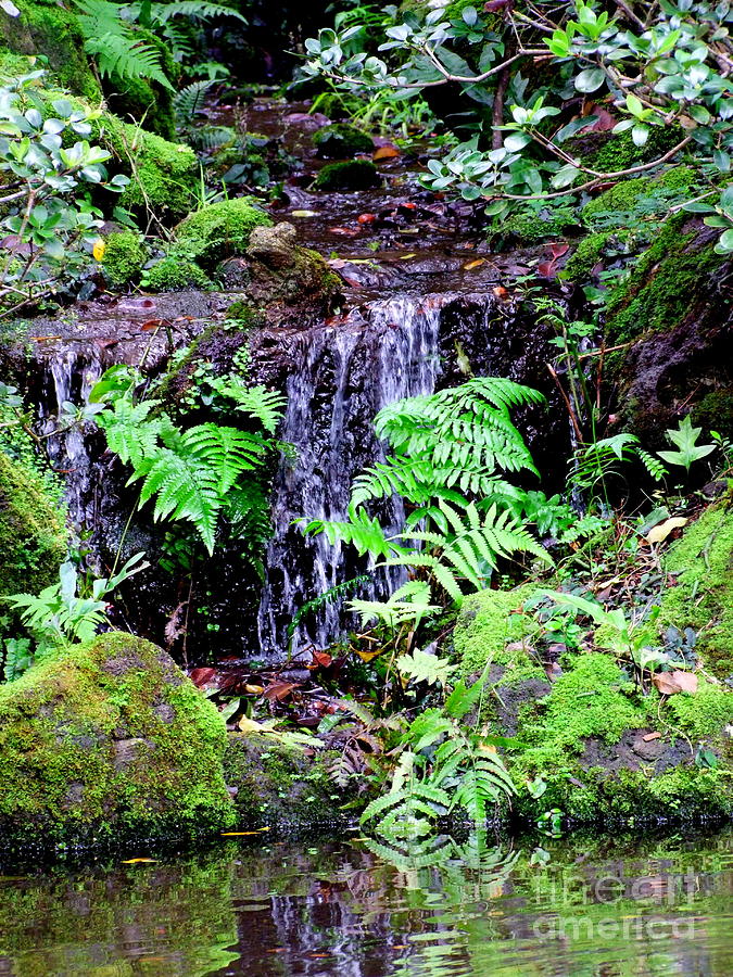 Forest Waterfall Photograph by Mary Deal
