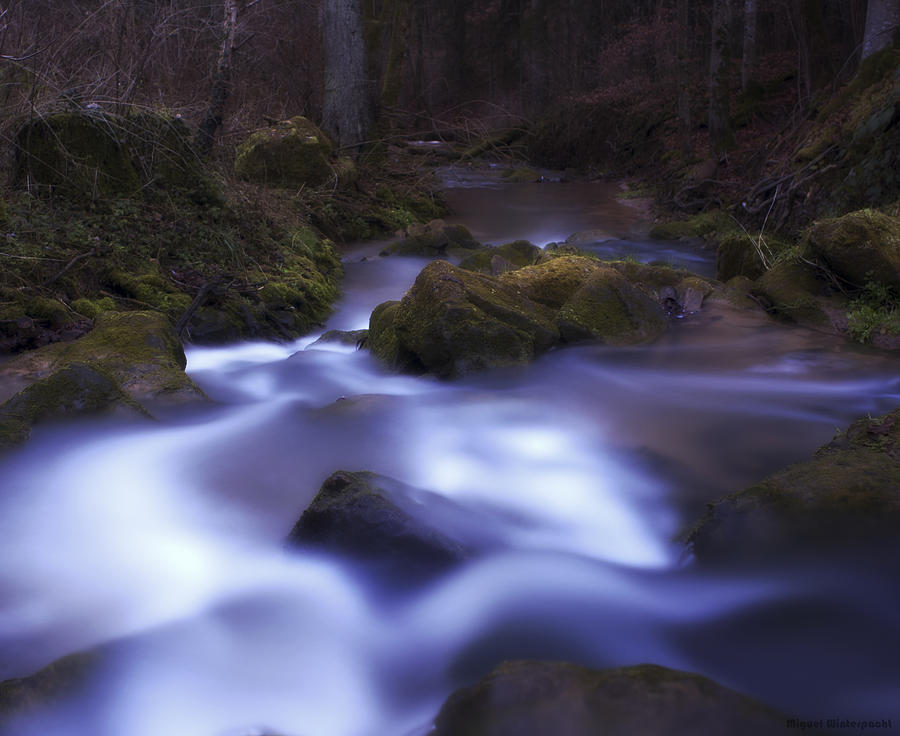 Nature Photograph - Forest Waters by Miguel Winterpacht