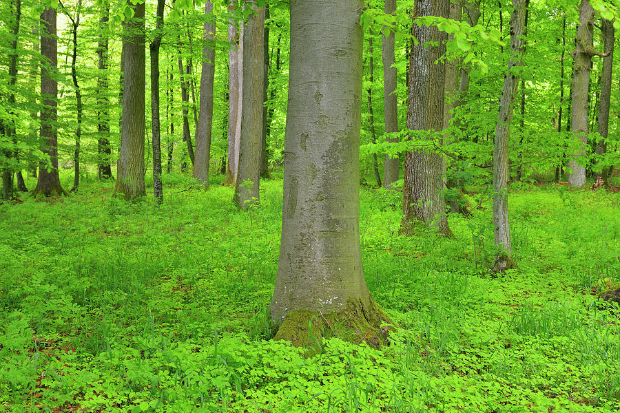 Forest With Beech Tree Photograph by Raimund Linke