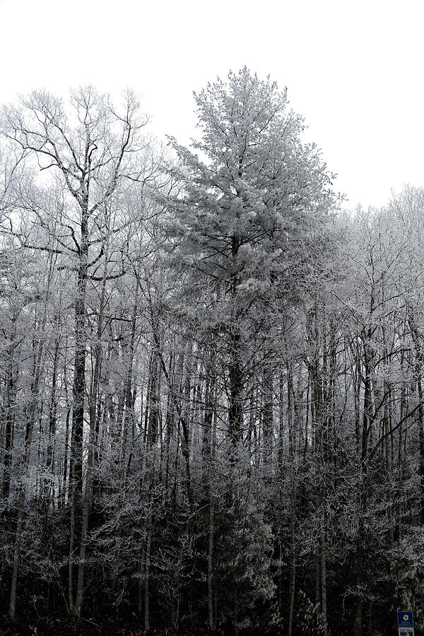 Forest With Freezing Fog Photograph by Daniel Reed