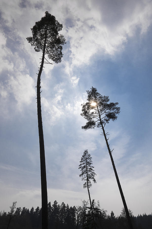 Forest With Three Very Tall And Impressive Trees Photograph