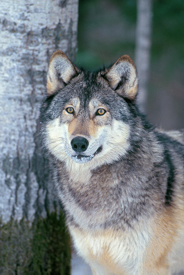 Forest Wolf Photograph by D Robert Franz