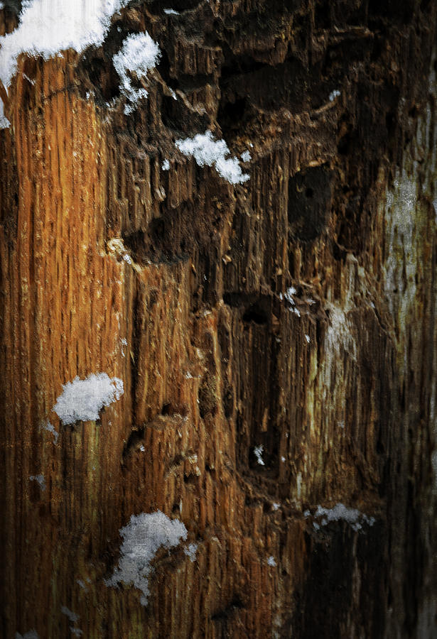 Abstract Photograph - Forest Zombie by Frank Winters