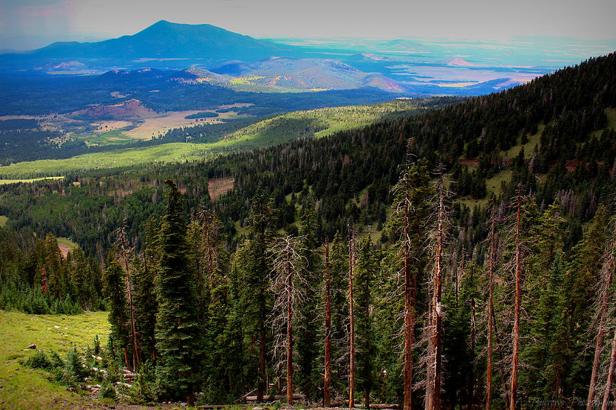 Flagstaff Photograph - Forested Volcanic Slopes by Aaron Burrows