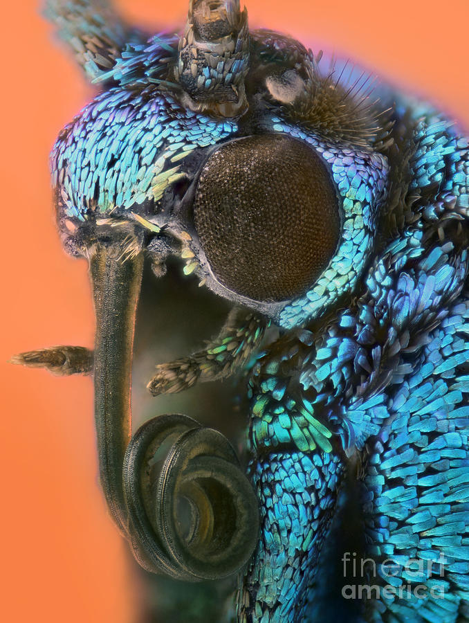 Animal Photograph - Forester Moth Portrait by Matthias Lenke