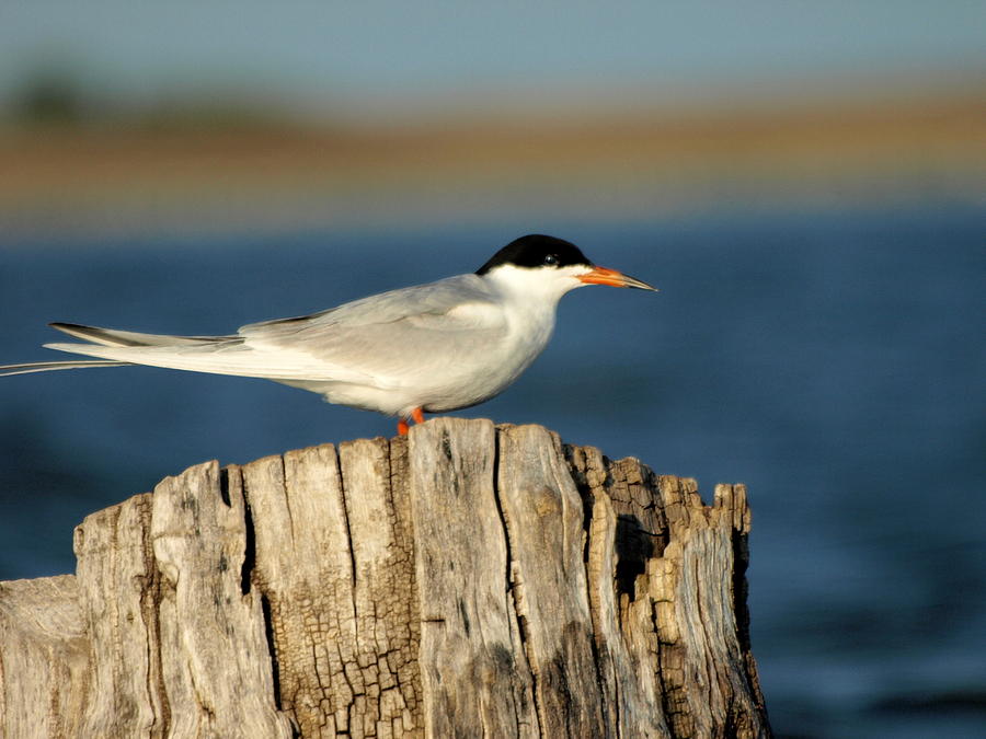 Foresters Tern Photograph by James Peterson