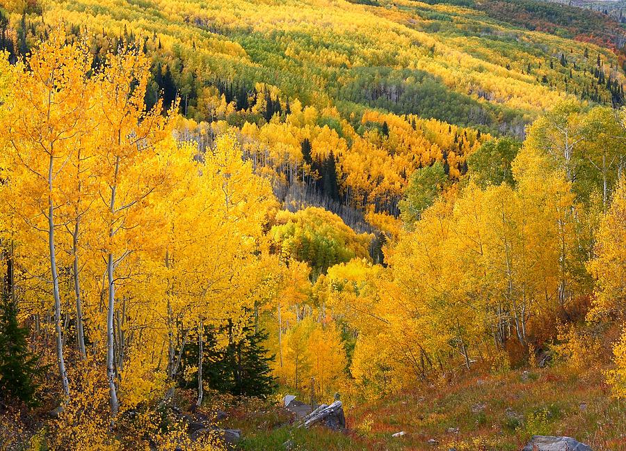 Forests of aspen at Grand Mesa Photograph by Jetson Nguyen