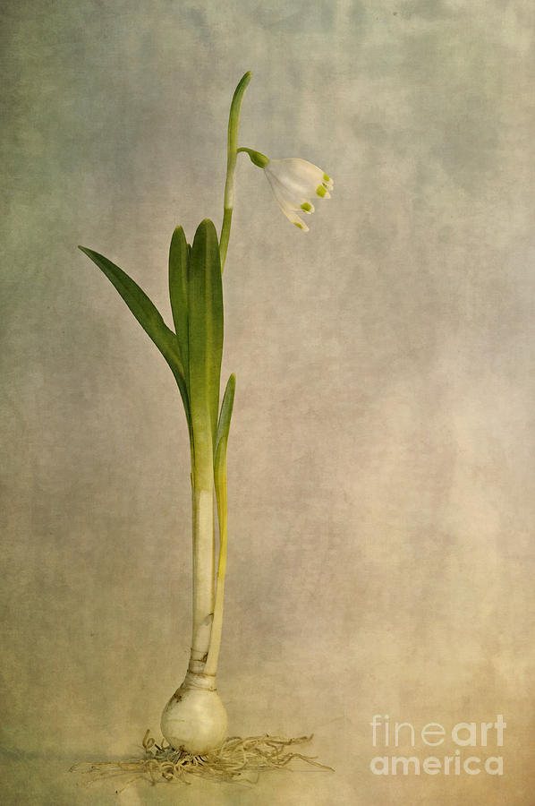 Flower Photograph - Foretaste Of Spring by Priska Wettstein