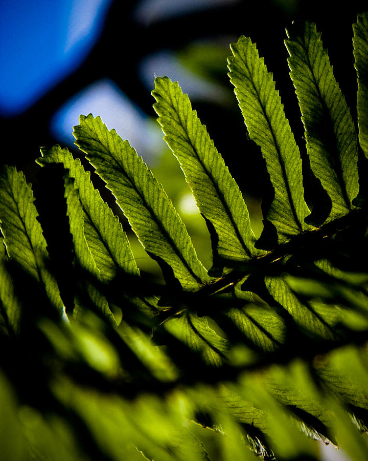 Forever Fern Photograph by Guy Hoffman