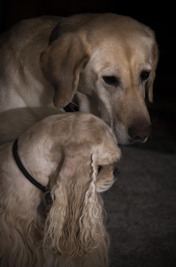 Dog Photograph - Forever Friends by Jayne Gohr