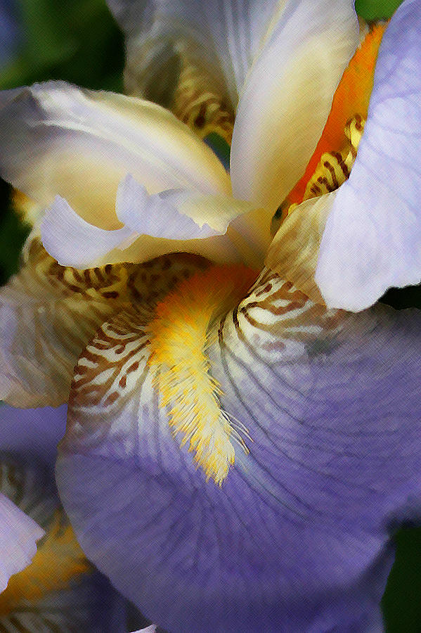 Forever Iris  Photograph by Susan McMenamin