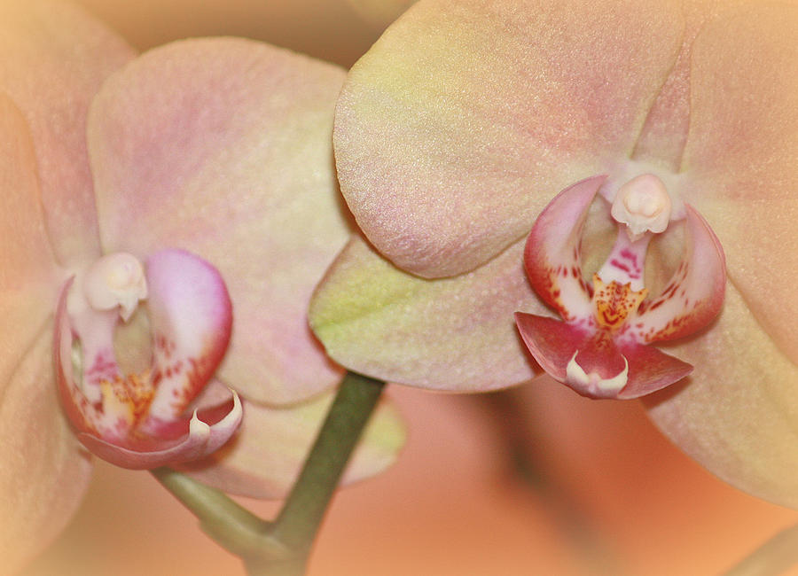Forever Orchids Photograph by The Art Of Marilyn Ridoutt-Greene