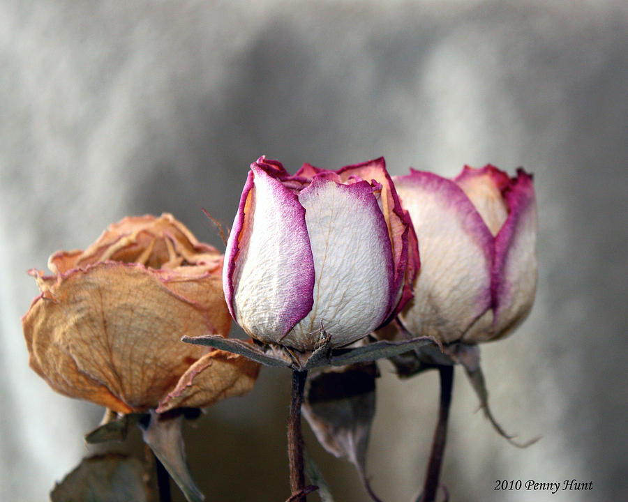 Forever Roses Photograph by Penny Hunt