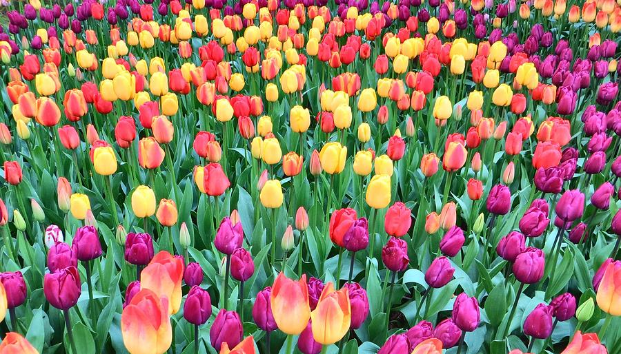 40 Acres Of Tulips Photograph by Jim Romo - Fine Art America