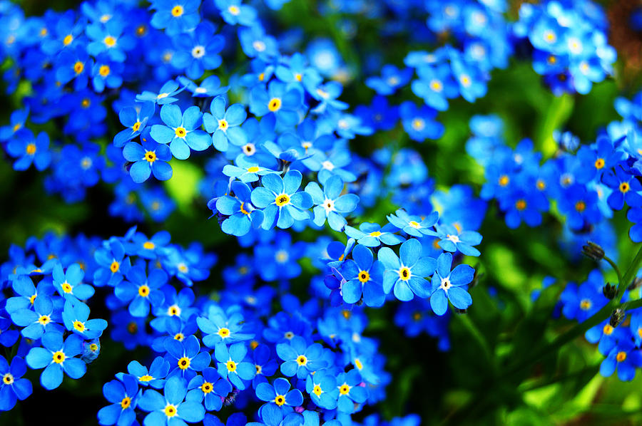 Forget-Me-Not Photograph by Anita Braconnier
