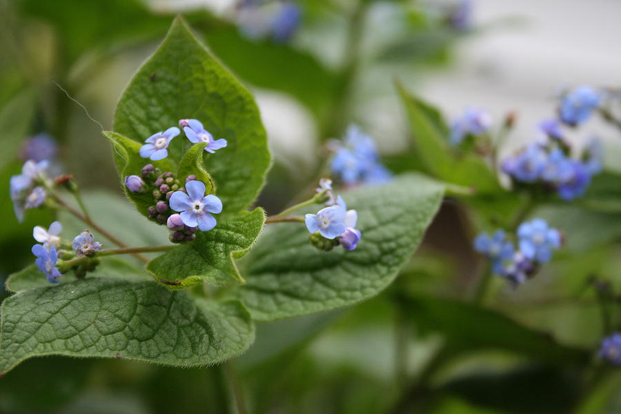 Forget Me Not Flowers Photograph by Valerie Collins