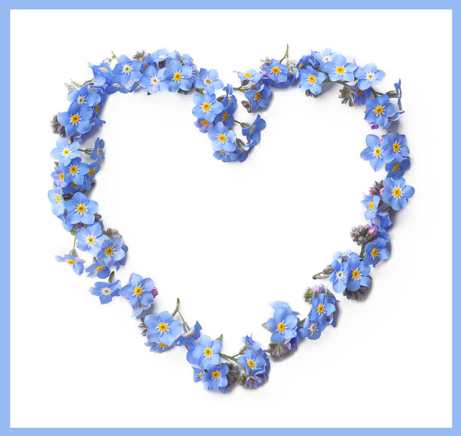 forget me not flowers heart