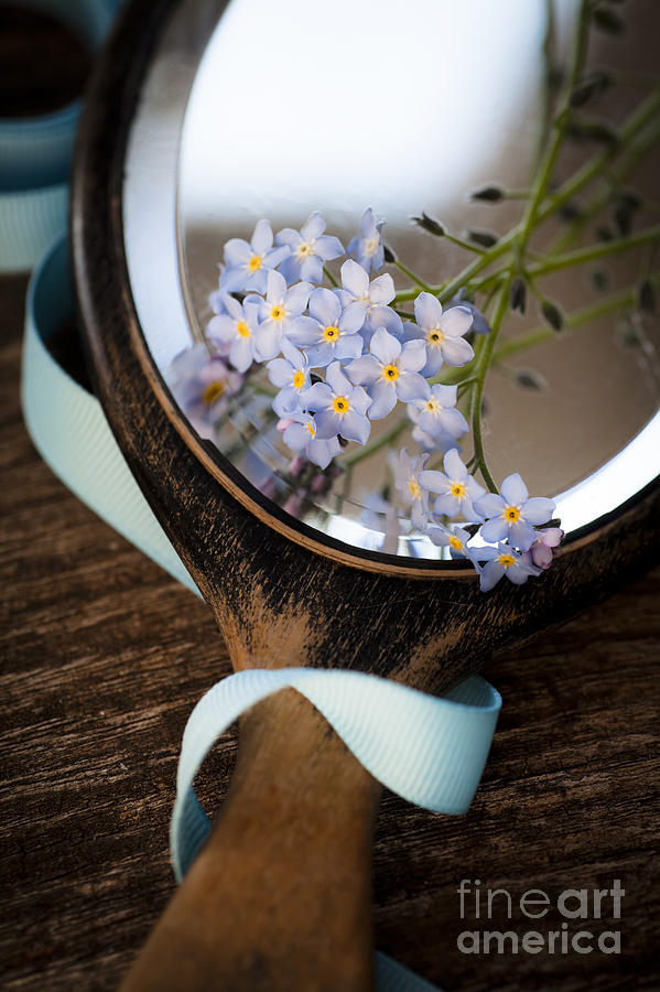 Forget Me Not Photograph by Jan Bickerton