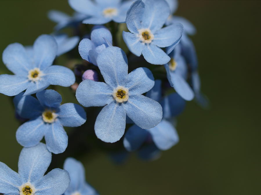 Forget Me Not Photograph by Jenessa Rahn