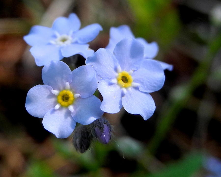 Forget Me Not Photograph By Jill Edwards - Fine Art America