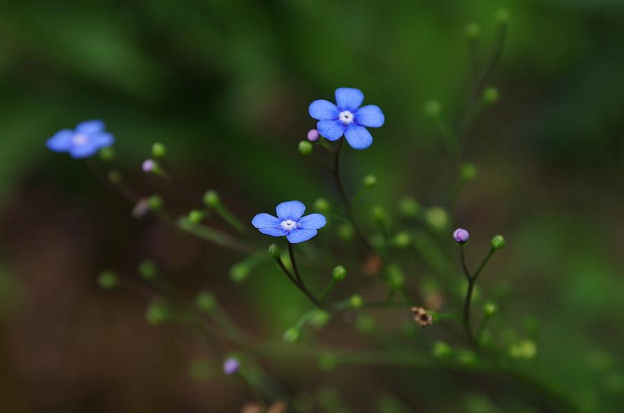 Forget Me Not Photograph by Ken Dietz