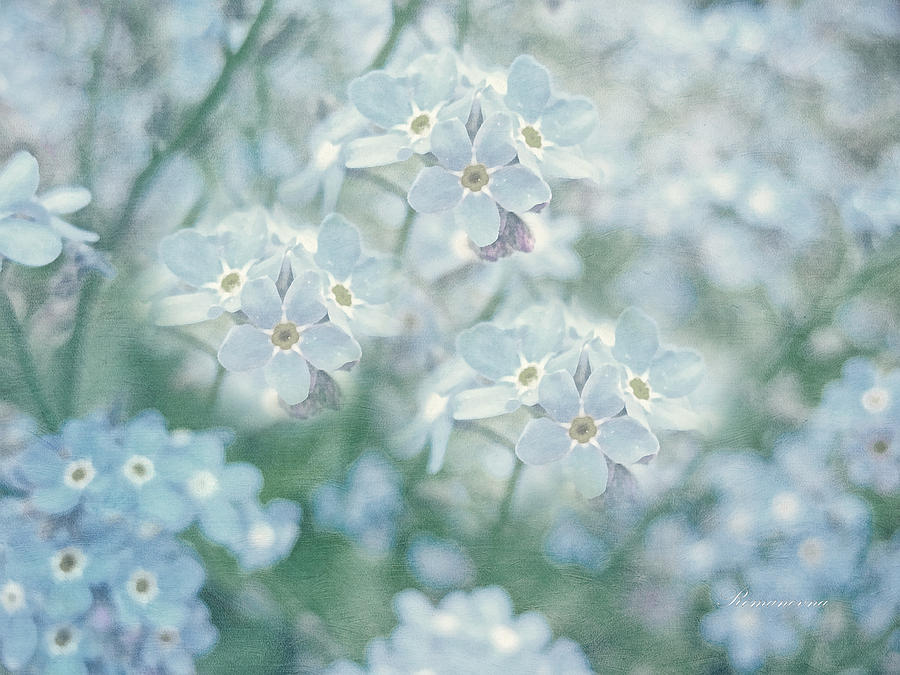 Flower Photograph - Forget Me Not Lest You Be Forgotten by Georgiana Romanovna