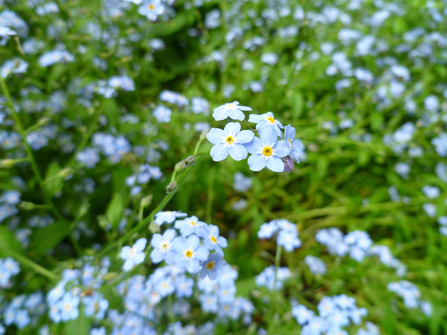 Forget Me Not Photograph by Lingfai Leung