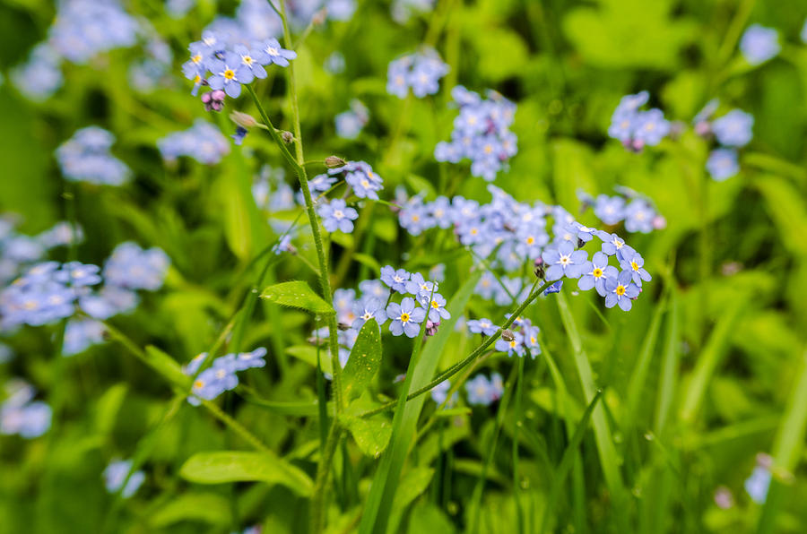 Forget-me-not Photograph by Michael Goyberg