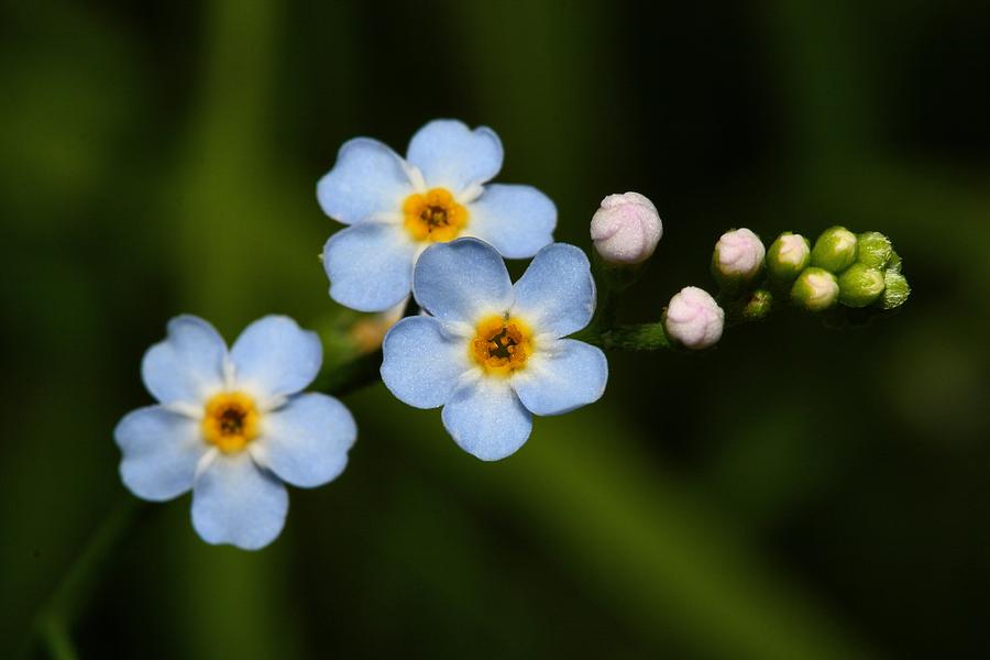 Forget Me Not Photograph by Mike Farslow