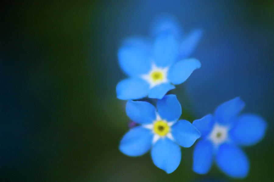 Forget Me Not Myosotis Scorpioides Photograph By Maria Mosolova Science Photo Library