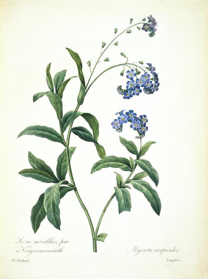 Forget-me-not Myosotis Sylvatica Photograph by Natural History Museum, London/science Photo Library