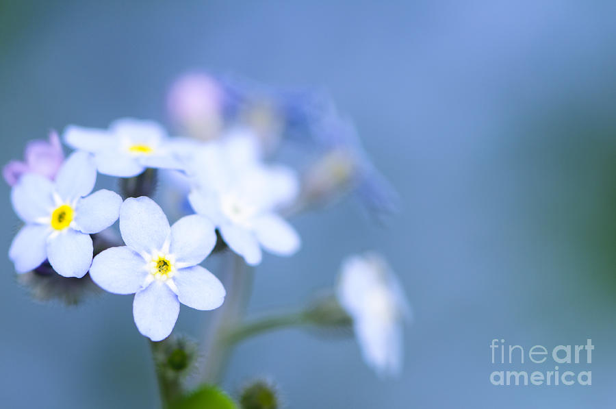Forget-me-not on Blue Photograph by Oscar Gutierrez
