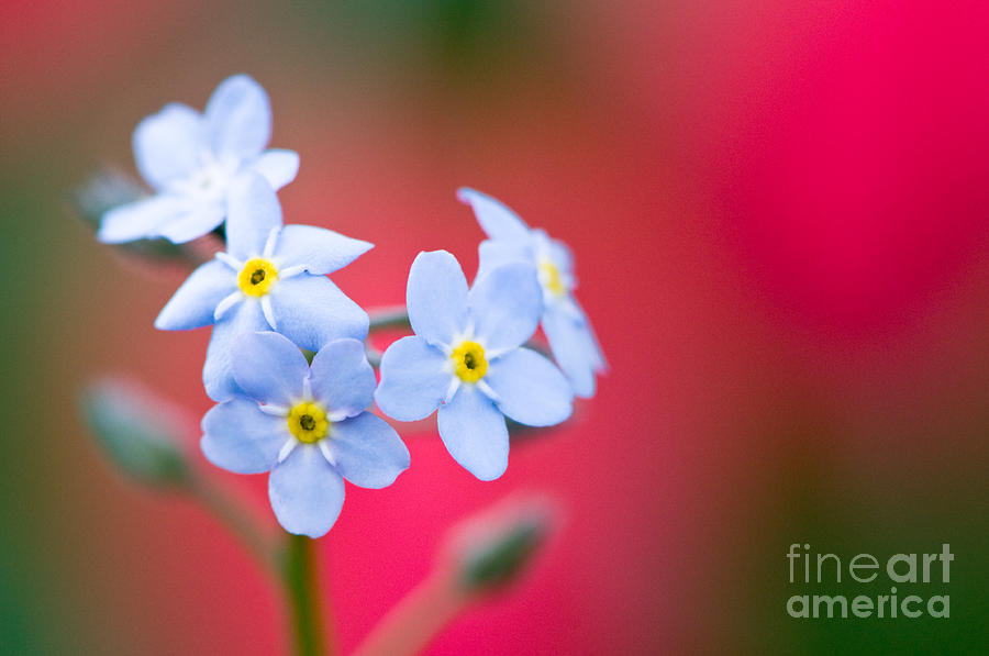 Forget-me-not Photograph by Oscar Gutierrez
