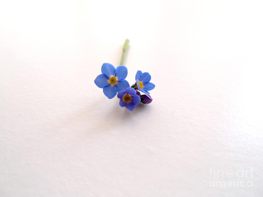 Forget-me-not Photograph