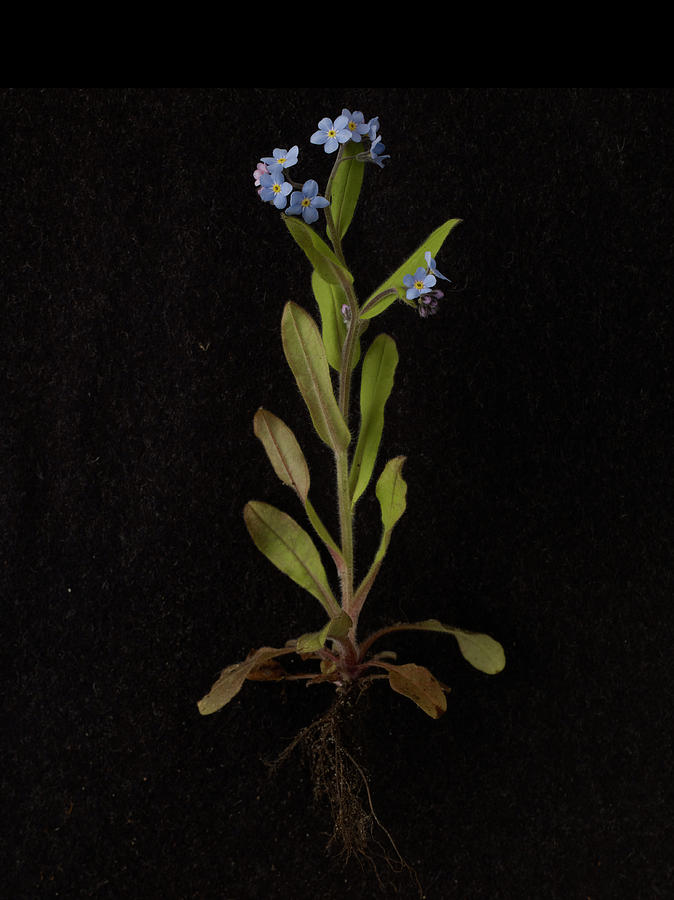 Forget-me-not Plant On Black Background Photograph by William Turner
