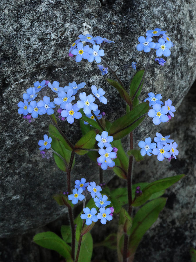 Forget-Me-Not Portrait Photograph by David T Wilkinson