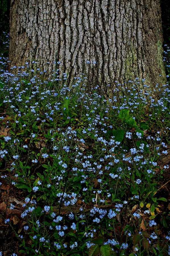 Forget-Me-Not Photograph by Randy Pollard