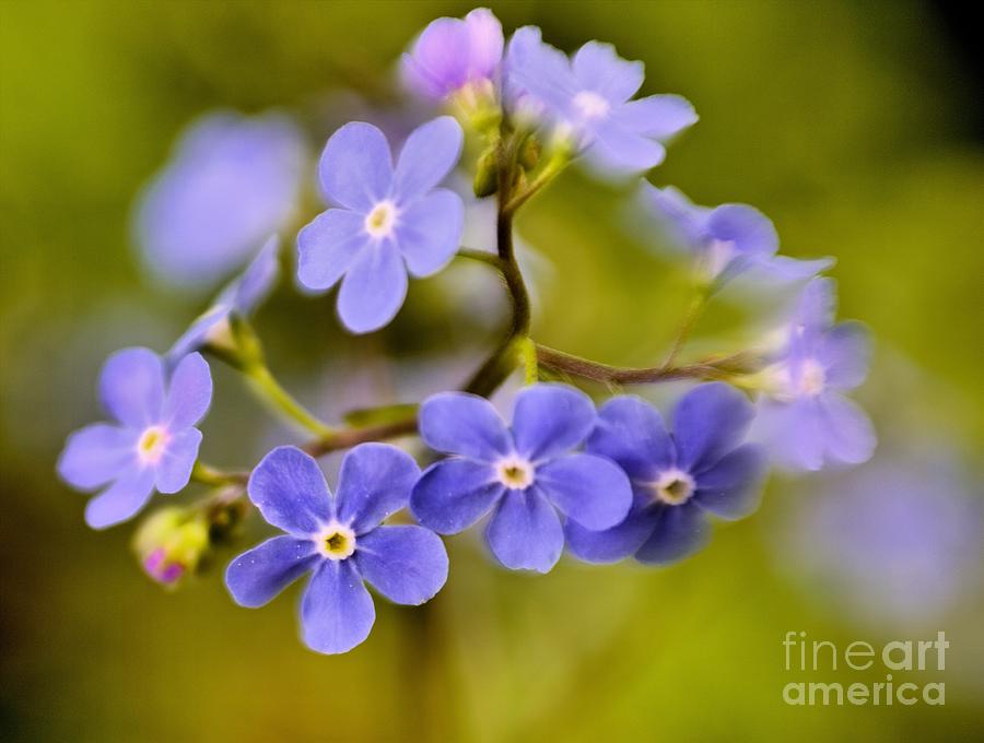 Forget Me Not Photograph by Roxie Crouch