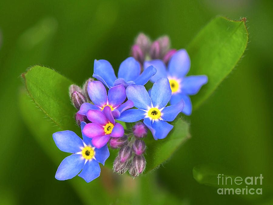 Forget-me-not Stylized Photograph by Sharon Talson